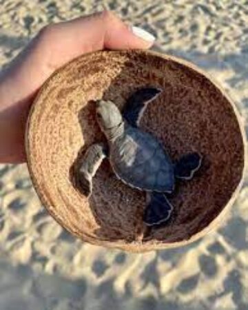 Bioluminiscencia y Liberación de Tortugas